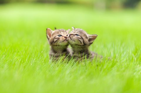 Two kittens